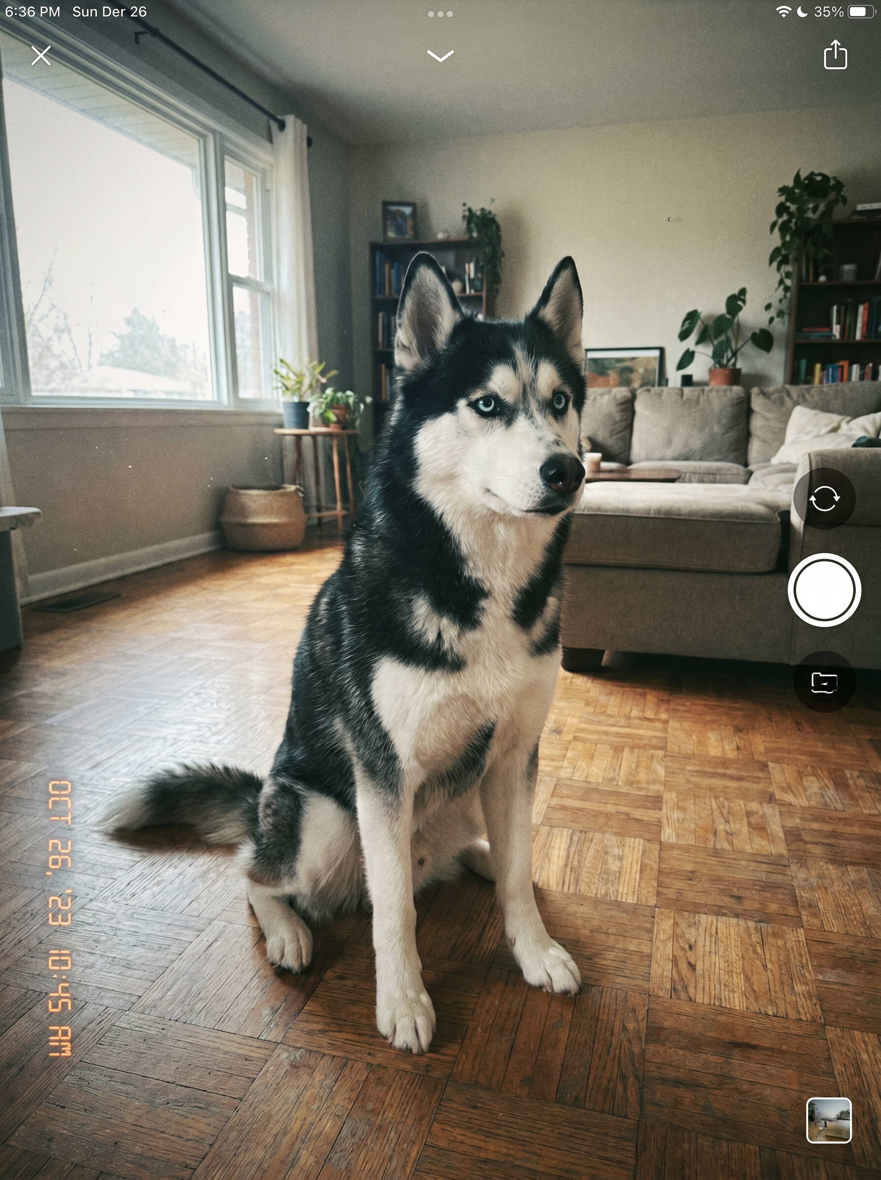 Photo originale d'un husky assis dans un salon, source utilisée pour la création 3D
